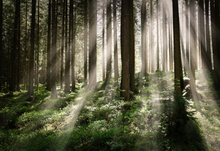 Valsts meža dienesta atbildīgās personas Cēsu novadā